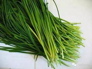 原神最新爆料韭菜,神秘韭菜助力角色成长，探索游戏新玩法  第1张